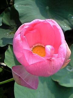 20070818