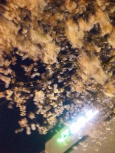 巣鴨駅前の夜桜