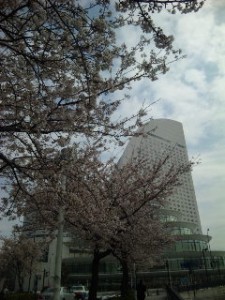 横浜のホテルと桜