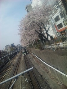 巣鴨橋からの桜