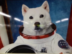宇宙飛行士犬