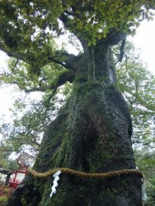 三島の御神木