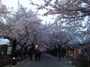 谷中の桜