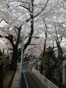 通りの桜・縦