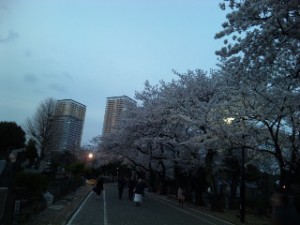 高層マンションと桜