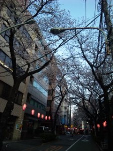 大塚の桜並木