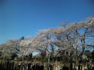 染井霊園の横道から