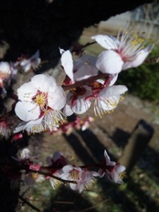 桜UP2013