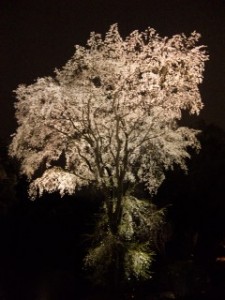 枝垂れ桜縦