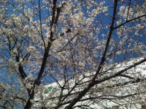 巣鴨駅の桜