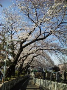 染井霊園メインストリート