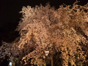 枝垂れ桜横全景