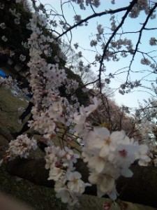 代々木公園の桜